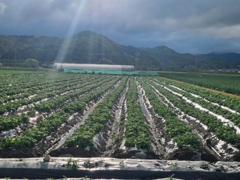 직접 농사짓는 콩밭
